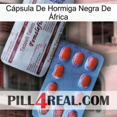 Cápsula De Hormiga Negra De África 36